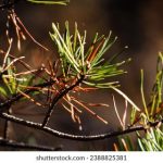 深入解析TV Box源格式的选择与应用 422xzjnxei