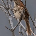 生机勃勃的春天:自然复苏与生命的奇迹 6tmkk