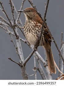 生机勃勃的春天：自然复苏与生命的奇迹