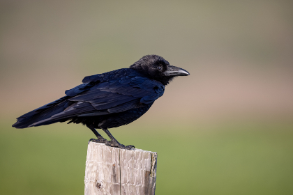 禁闭岛在线观看：探索心理惊悚的深层秘密与真相