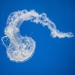 禁闭岛解析:揭示心理惊悚背后的深层寓意与真相 qg236ed