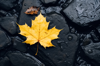禁闭岛在线观看完整版免费：揭开心理惊悚的神秘面纱